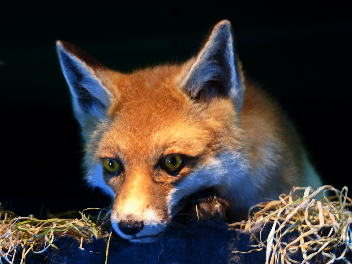 Fuchs im Ozeaneum