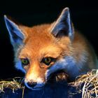 Fuchs im Ozeaneum