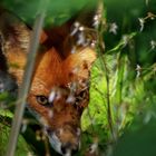 Fuchs im Park 1