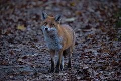 Fuchs im Park