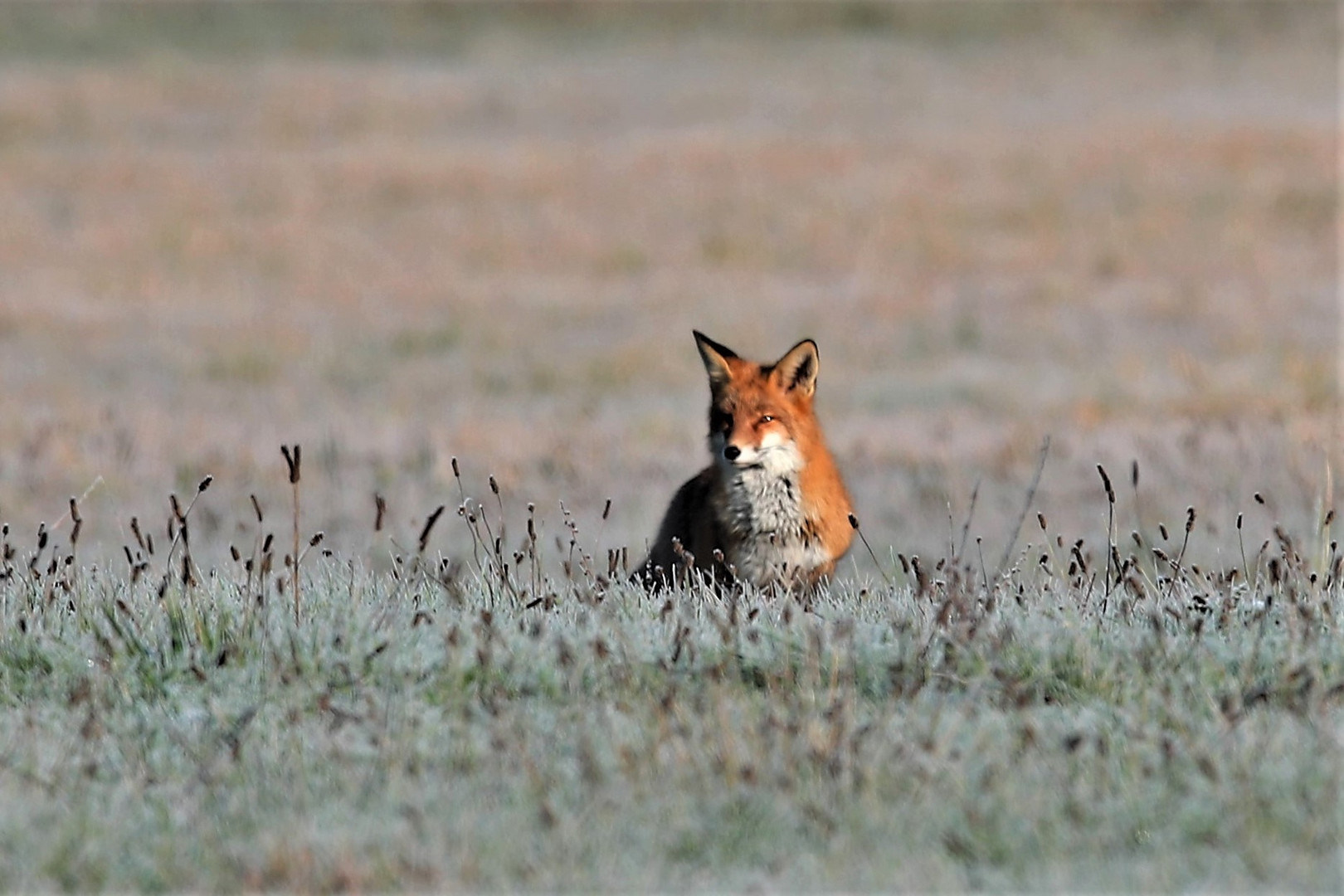 Fuchs im Polder