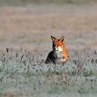 Fuchs im Polder