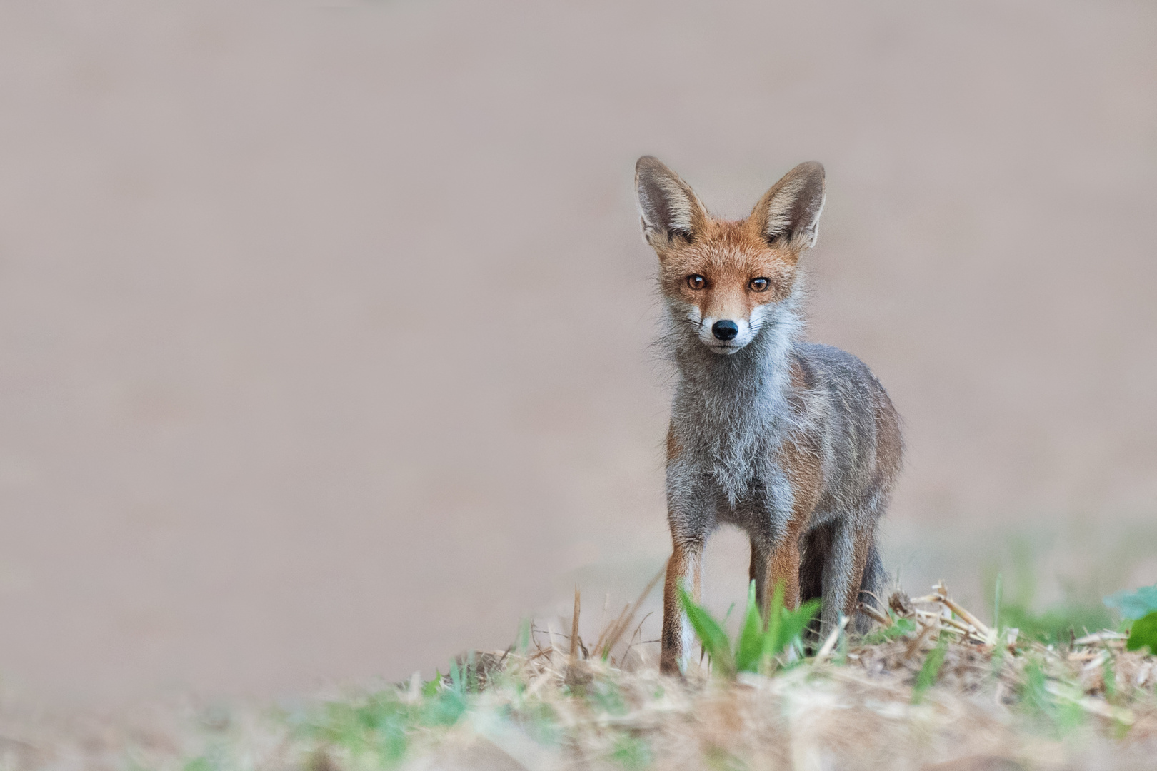 Fuchs im Pott...