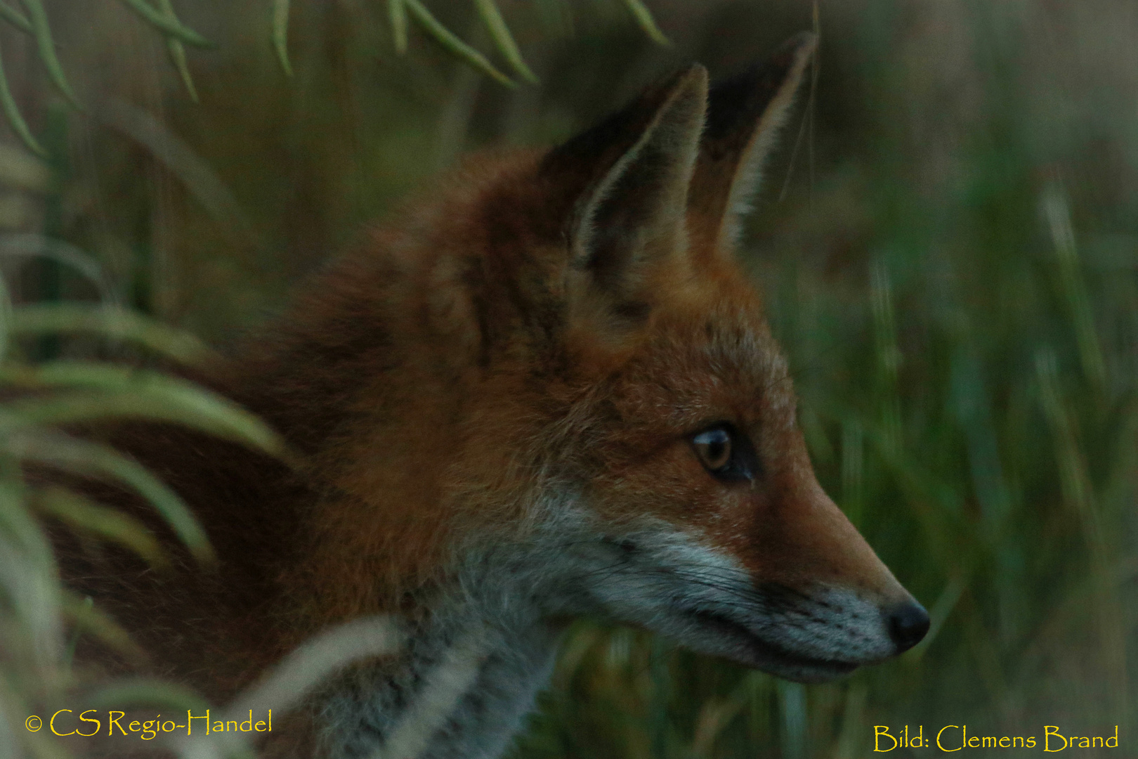 Fuchs Im Profil Foto Bild Tiere Wildlife Saugetiere Bilder Auf Fotocommunity