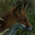 Fuchs im Profil 