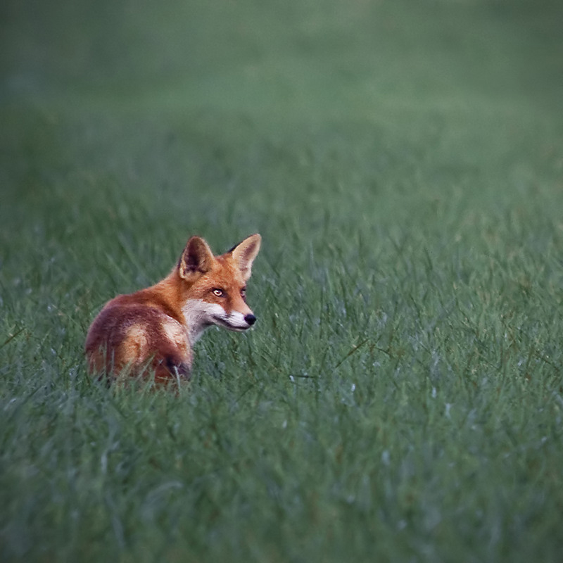 Fuchs im Quadrat