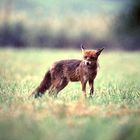 Fuchs im Regen