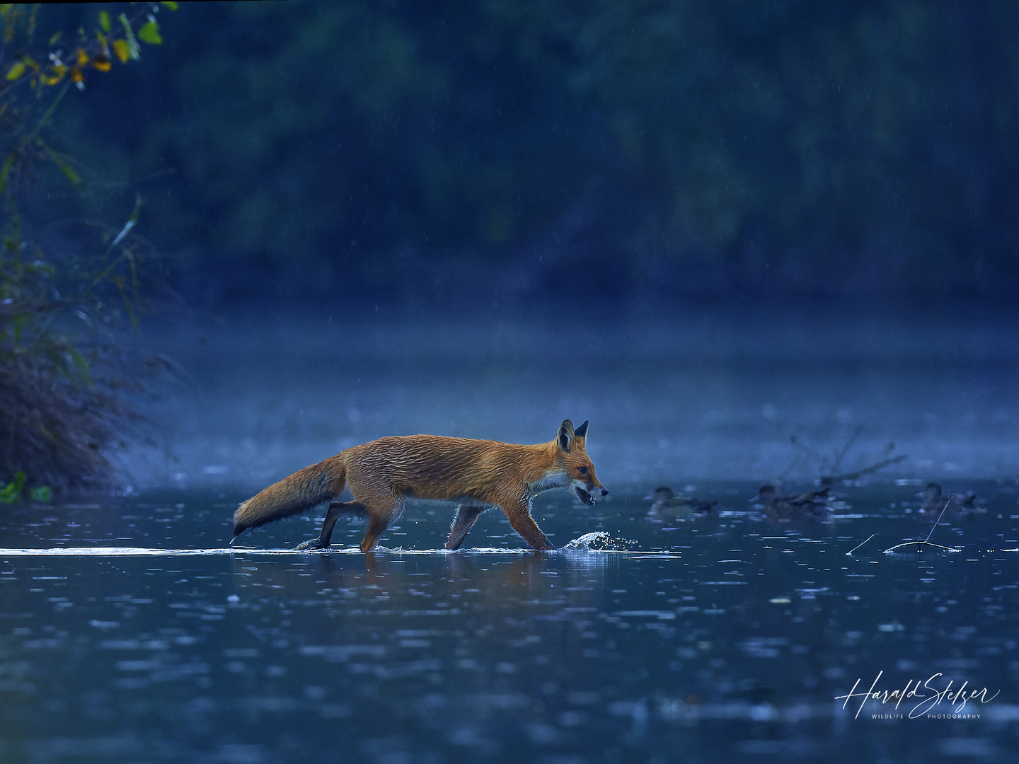 Fuchs im Regen 