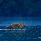 Fuchs im Regen 