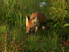 Fuchs im Saarland