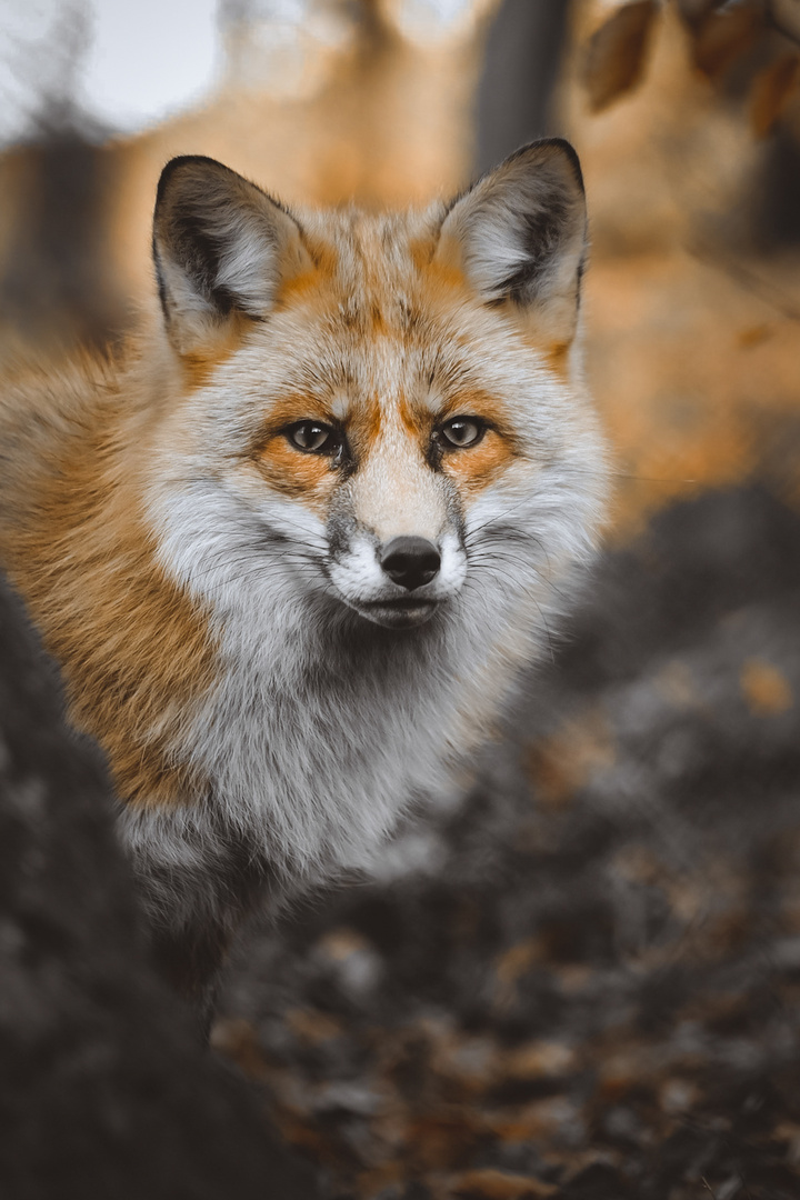 Fuchs im Sauerland 