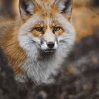 Fuchs im Sauerland 