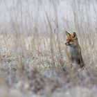 Fuchs im Schilf