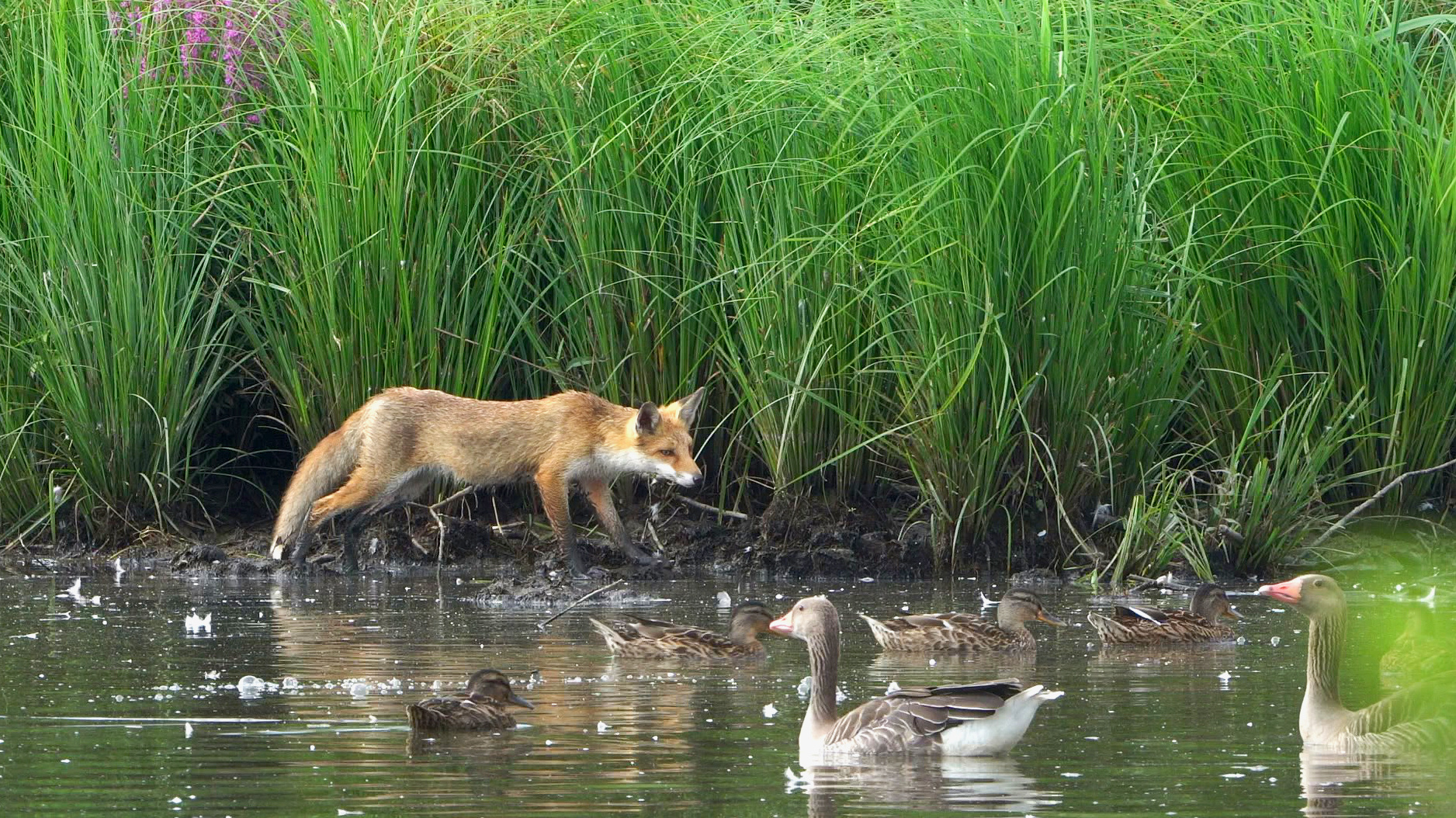 Fuchs im Schlaraffenland