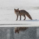 Fuchs im Schnee