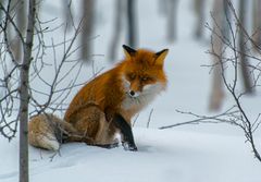 fuchs im schnee #1