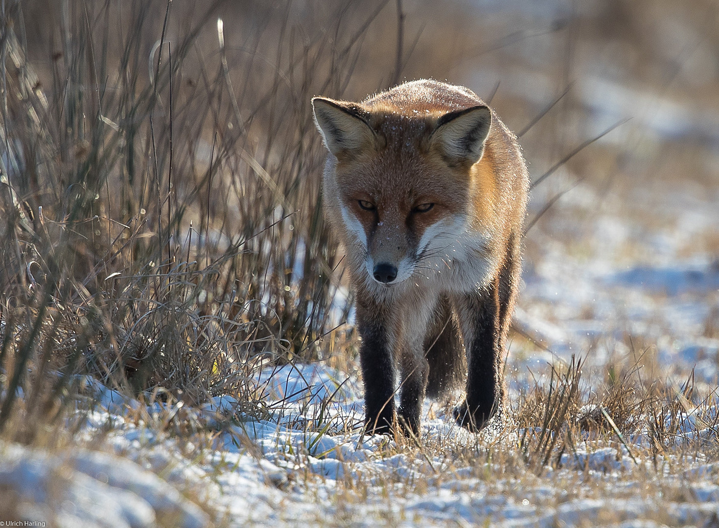 Fuchs im Schnee-1