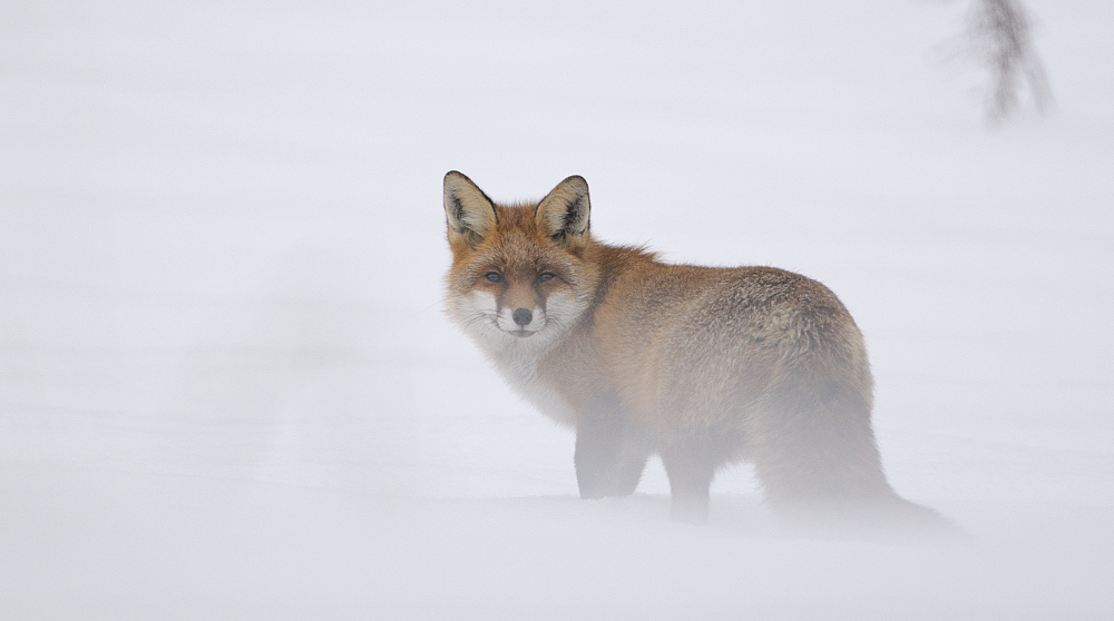 Fuchs im Schnee 1