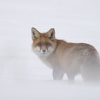 Fuchs im Schnee 1