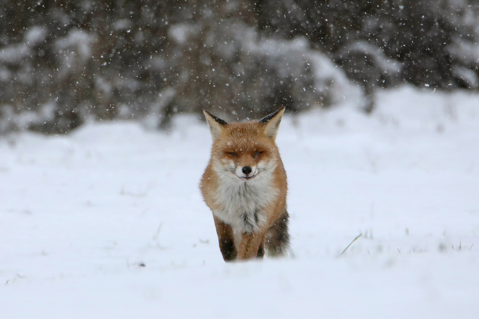 Fuchs im Schnee 1