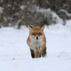 Fuchs im Schnee 1