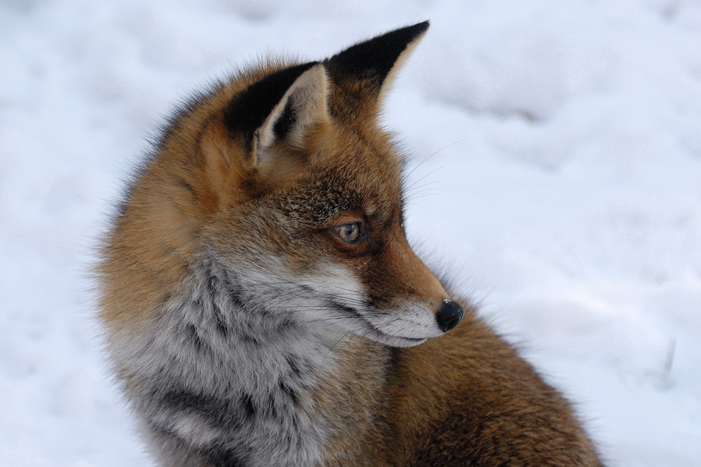 Fuchs im Schnee