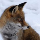 Fuchs im Schnee