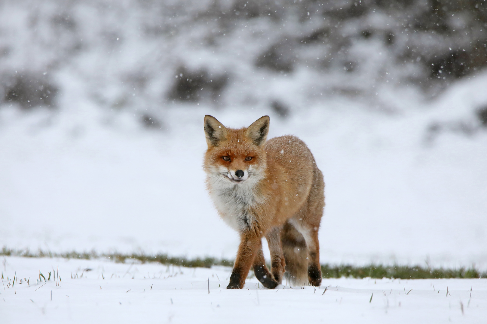 Fuchs im Schnee 2