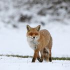 Fuchs im Schnee 2