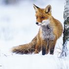 Fuchs im Schnee 2