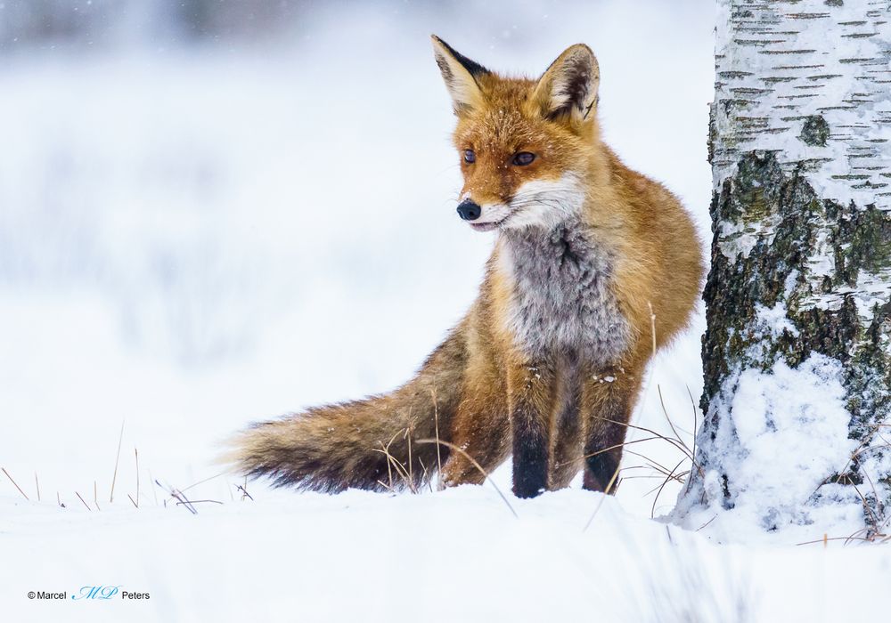 Fuchs im Schnee 2