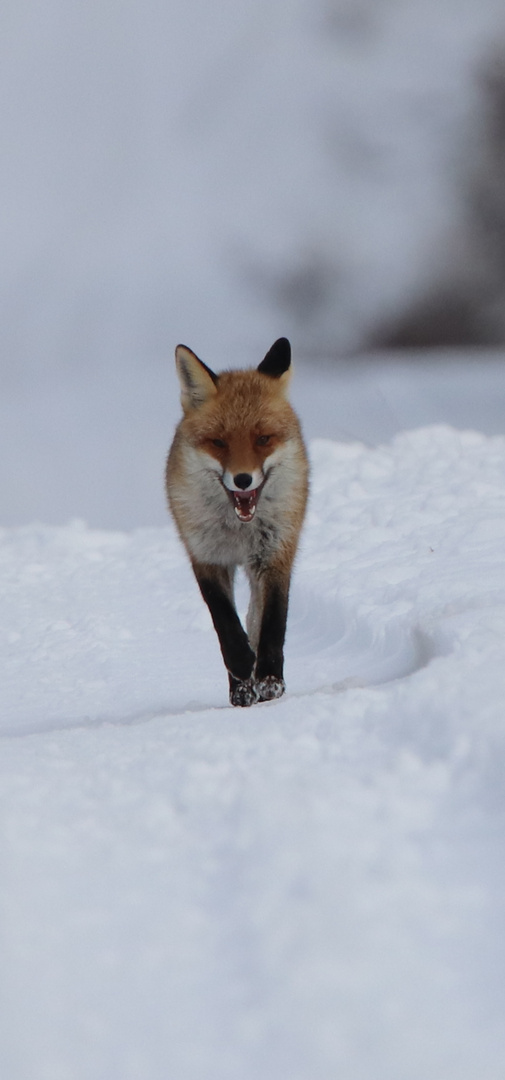 Fuchs im Schnee