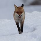 Fuchs im Schnee