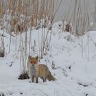 Fuchs im Schnee