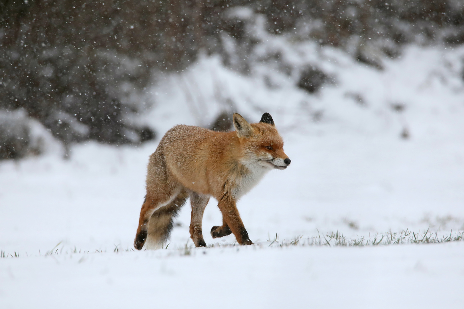 Fuchs im Schnee 3