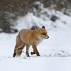 Fuchs im Schnee 3