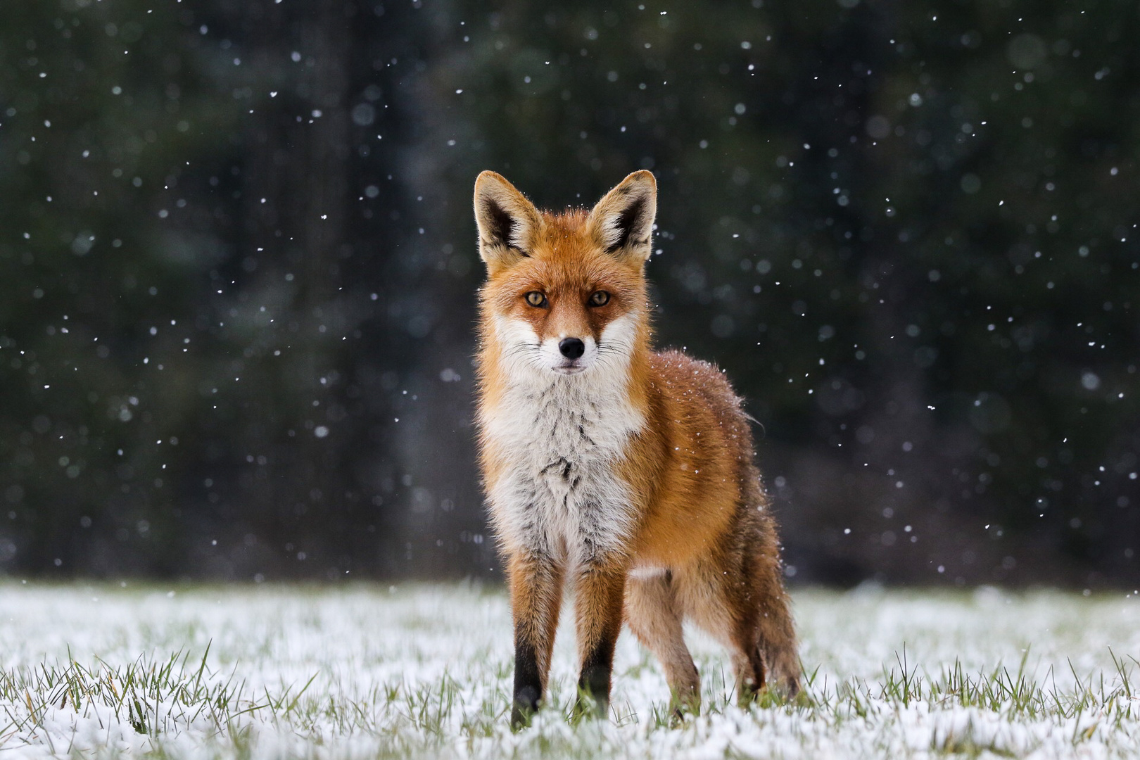 Fuchs im Schnee 