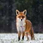 Fuchs im Schnee 