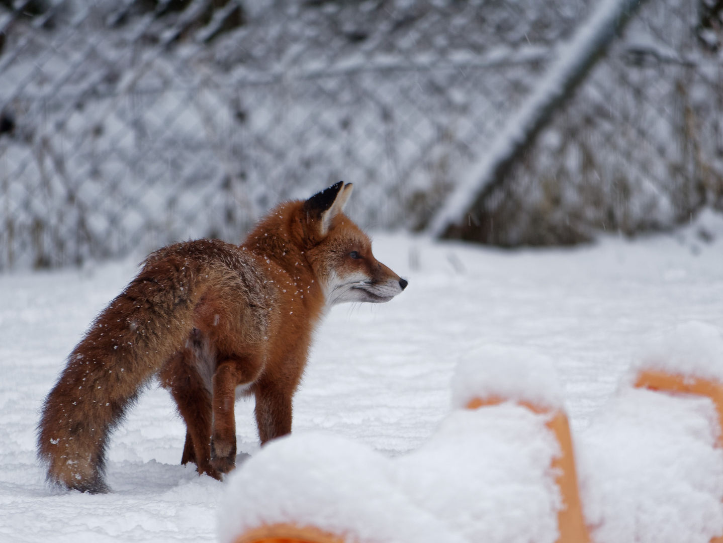 Fuchs im Schnee