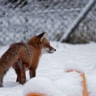 Fuchs im Schnee