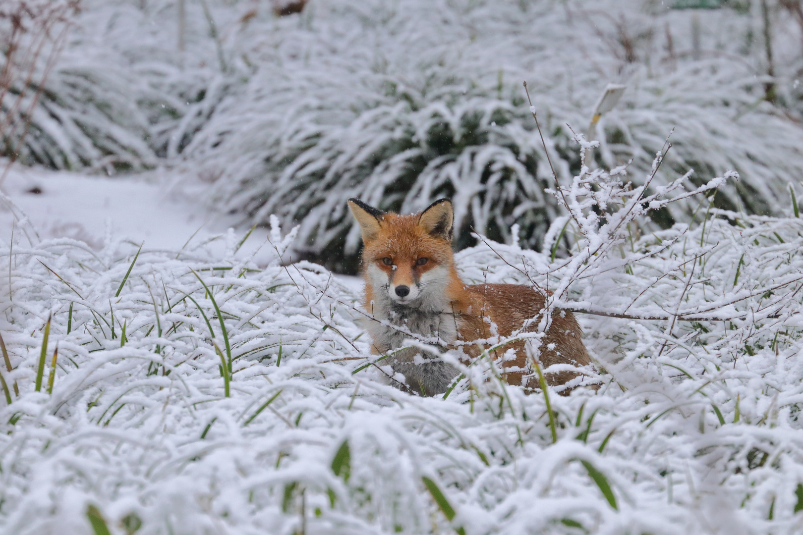 Fuchs im Schnee