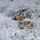 Fuchs im Schnee