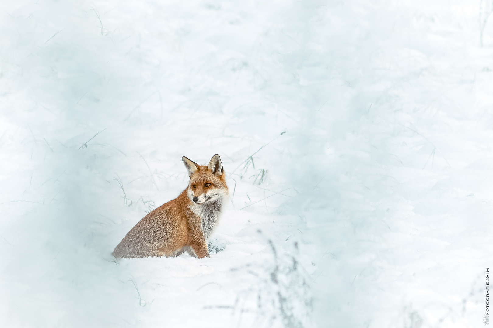 Fuchs im Schnee