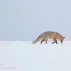 Fuchs im Schnee 