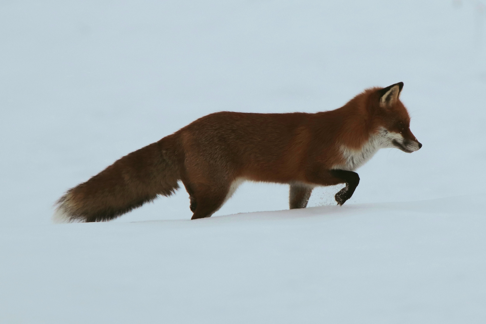 Fuchs im Schnee