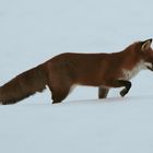 Fuchs im Schnee