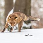 Fuchs im Schnee