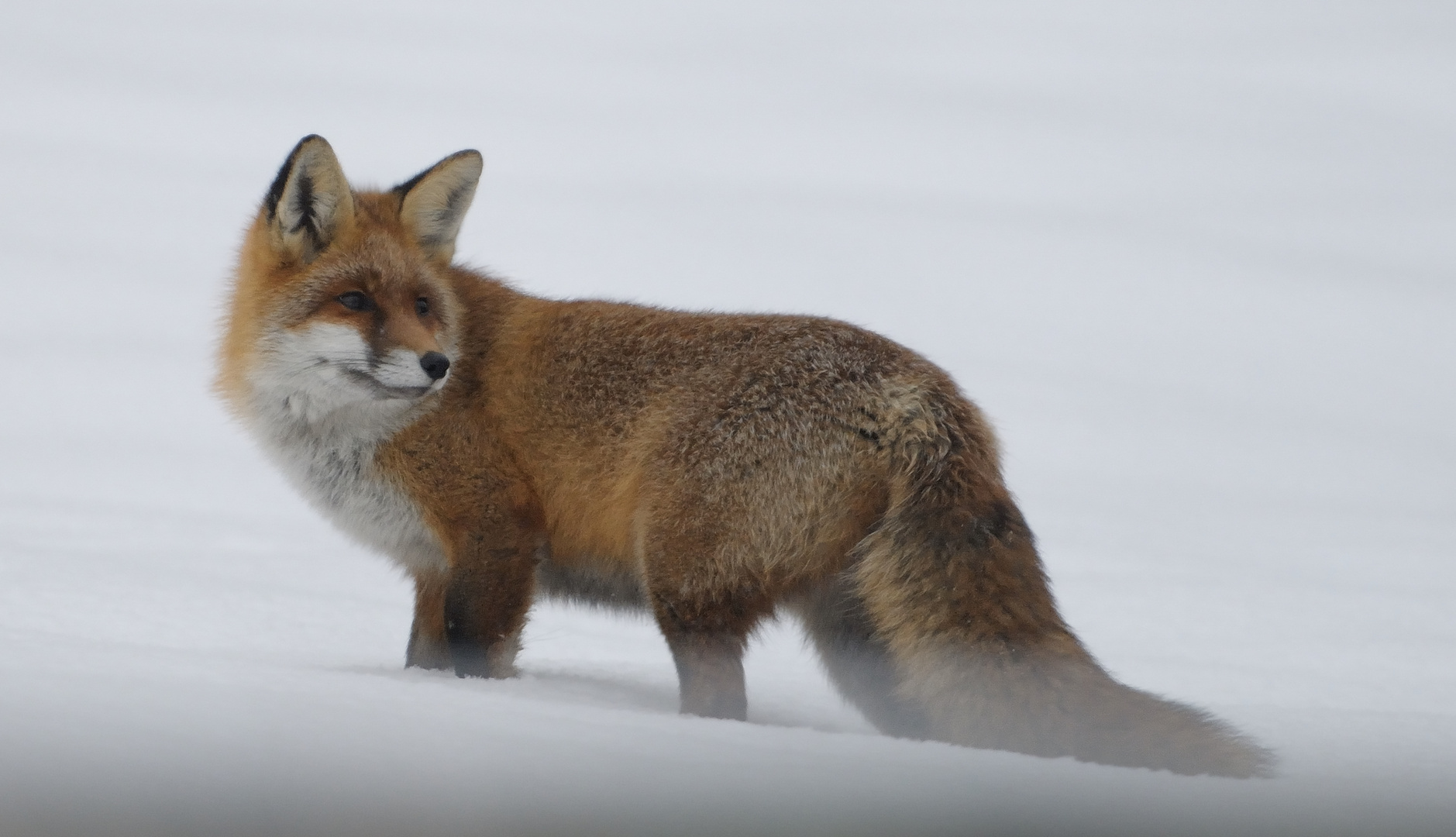 Fuchs im Schnee