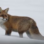 Fuchs im Schnee