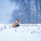 Fuchs im Schnee